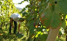 slide_230x141_vendange_vins_weck